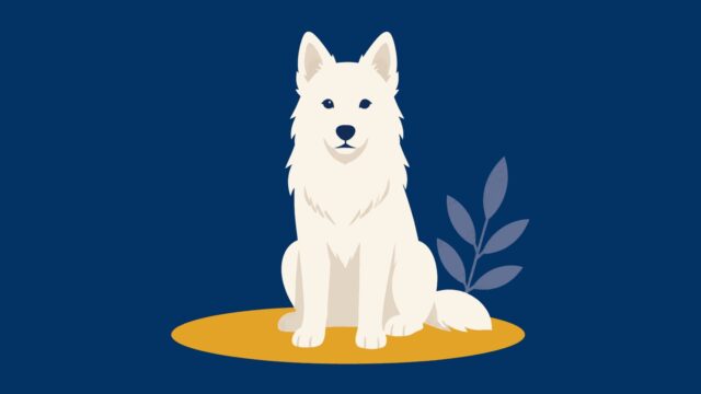 Rüyada beyaz köpek görmek