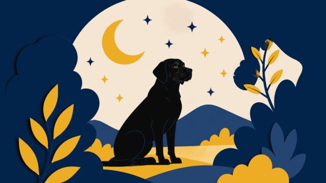 Rüyada siyah köpek görmek
