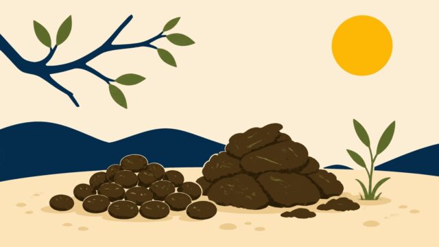 Rüyada koyun ve keçi pisliği görmek için öne çıkan görsel