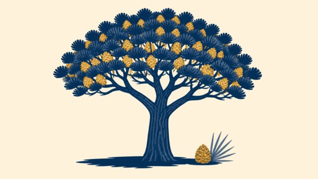 Rüyada çam fıstığı ağacı görmek için öne çıkan görsel