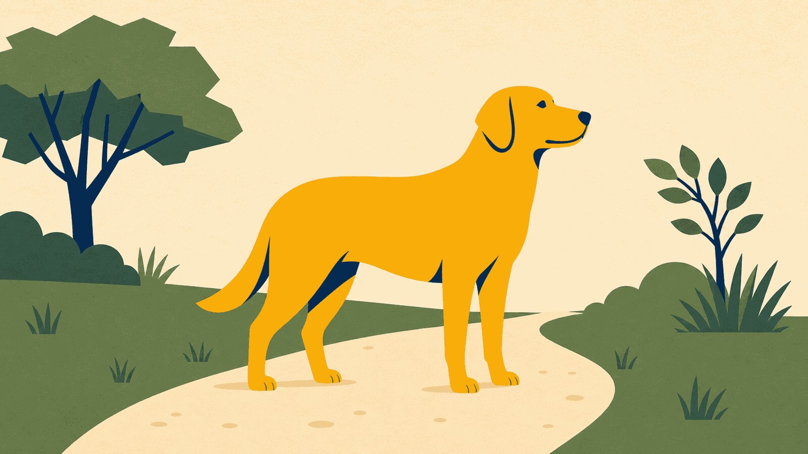 Rüyada köpek görmek