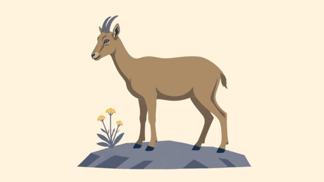 Rüyada yaban keçisinin dişisi görmek için öne çıkan görsel