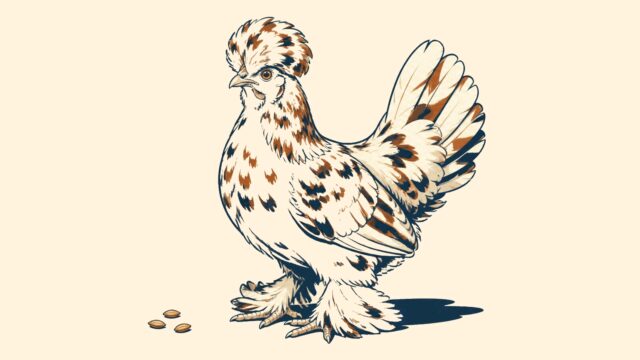 Rüyada ispenç tavuğu görmek için öne çıkan görsel